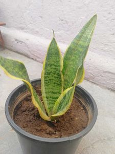 Snake Plant in Pot