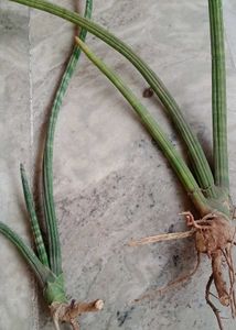 Senseveria