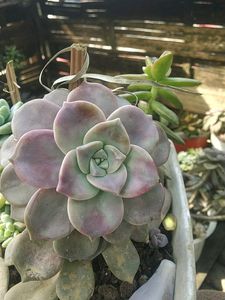 5 Big Succulent Combo