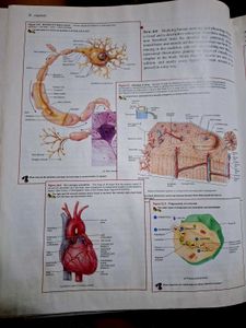 Principles of Anatomy and Physiology Textbook