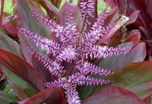 Dracaena Red Ruby 🌵 &amp; Pot