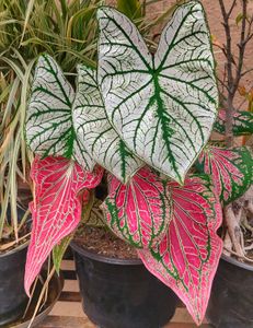 combo of two Beautiful Caladium Plant