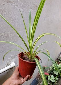 Set 2 Never..&amp; Pandanus veitchii Plant 🪴&amp; Pot
