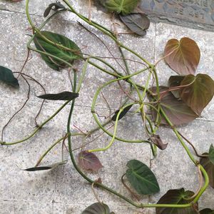 Copper Color Shading Money Plant's Cuttings