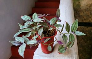 Tradescantia zebrina Plant &amp; Pot