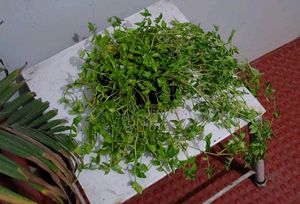 Tradescantia fluminensis.plants &amp; pot