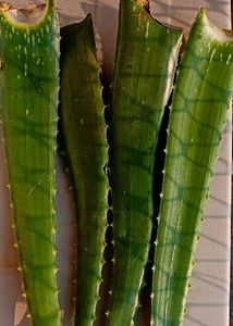 Aloevera