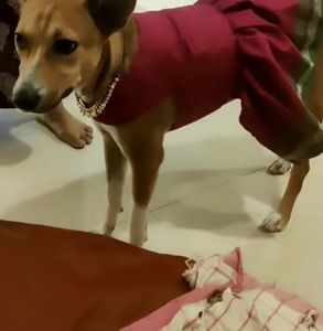 Small Pink Dog Dress