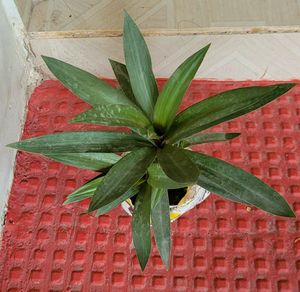 Moses in the Cradle Plant 🌵