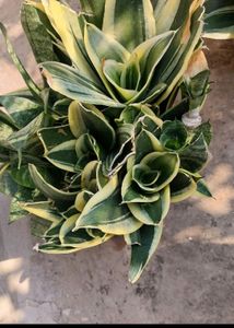 Whole1 Year Old Mature Dwarf Snake Plant