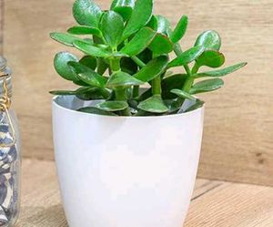 Combo Of 4 Plants