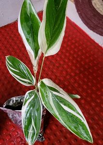 Pack 2 Tulsi &amp; Ctenanthe pilosa Plant 🪴
