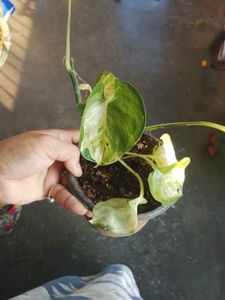 Manjula pothos 2 plants