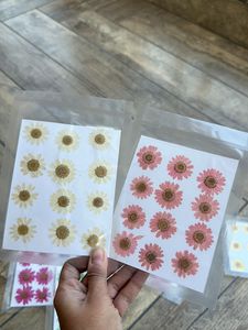 Pressed Daisies Sheets Combo