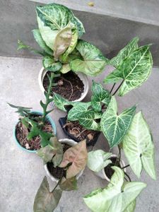 Assorted snygonuim Plants with fish bone secculent