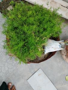 10 Plant combo