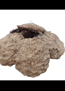 Cow Dung