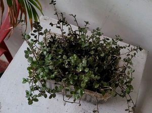 Beautiful Turtle Vine Plant🌵&amp; Pot