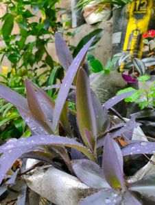 Beautiful Purple Leaf Plant