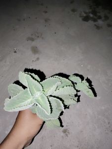 7 Plant Combo