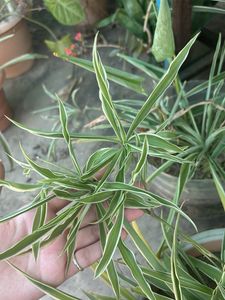 Green Spider Plant pups(2)