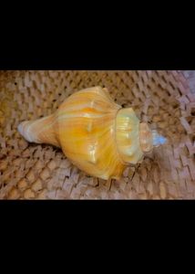Natural Seashell Decor