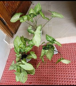 Set 4 Moses in the Cradle &amp; Arrowhead Plant🪴&amp; Pot