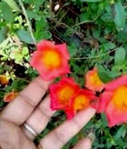 Portulaca grandiflora plant &amp; Pot