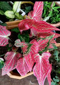 Thai beauty caladium