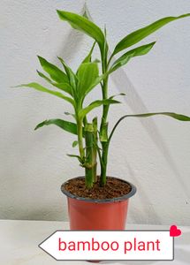 8  Plants Combo