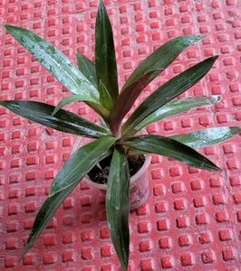 moses-in-the-Cradle Plant🌵&amp; Pot