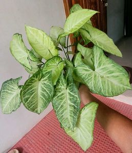 CosaCentrum Dieffenbachia &amp; Arrowhead plant 🪴