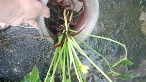 Philodendron golden Xanadu  Plant