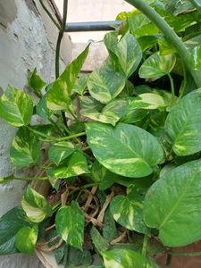 One Pot Full Of  Verigated Money Plant