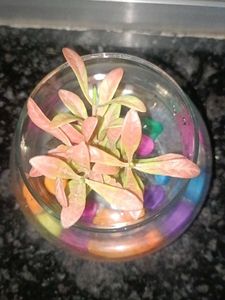 Decorative Glass Bowl with Colorful Stones