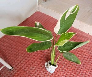 Pack 2🪴Dieffenbachia Seguine,&amp; Nevernever.Plant