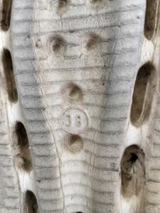 White Croc-style Clogs with Flower Charms
