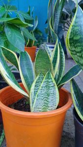 Bunch Of Three Healthy Sanseveria plants Without P