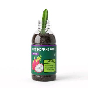 Dragon Fruit Plant