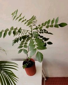 Curry Leaves Plant 🌵& Pot