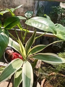 Variegated Bamboo Plant