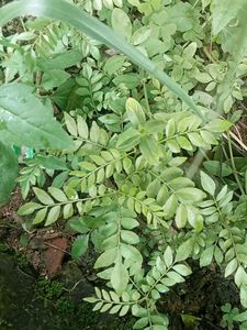 Curry Leaves Baby Plant