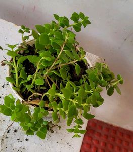 Pack 2 Tradescantia fluminlensis &amp; Pilea Depressa