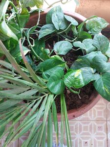 One Pot Full Of  Verigated Money Plant