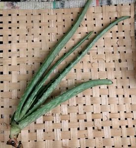 Fresh Young Aloe Vera Plant