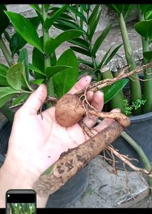 ZZ Plant