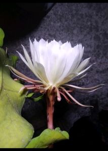 Bharamh Kamal Flower Plant