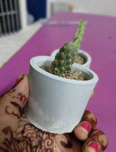 Cute Mini Cactus Pots Set