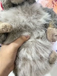 Cute Marmot Stuffed Animal