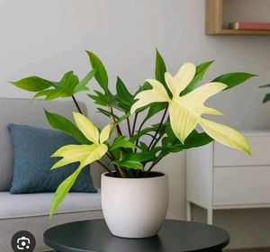 Beautiful Philodendron Florida ghost